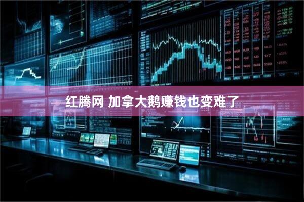 红腾网 加拿大鹅赚钱也变难了